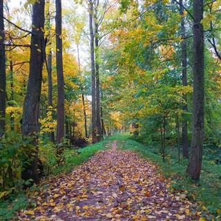 Комплекс былой сядзібы Шырынаў: парк