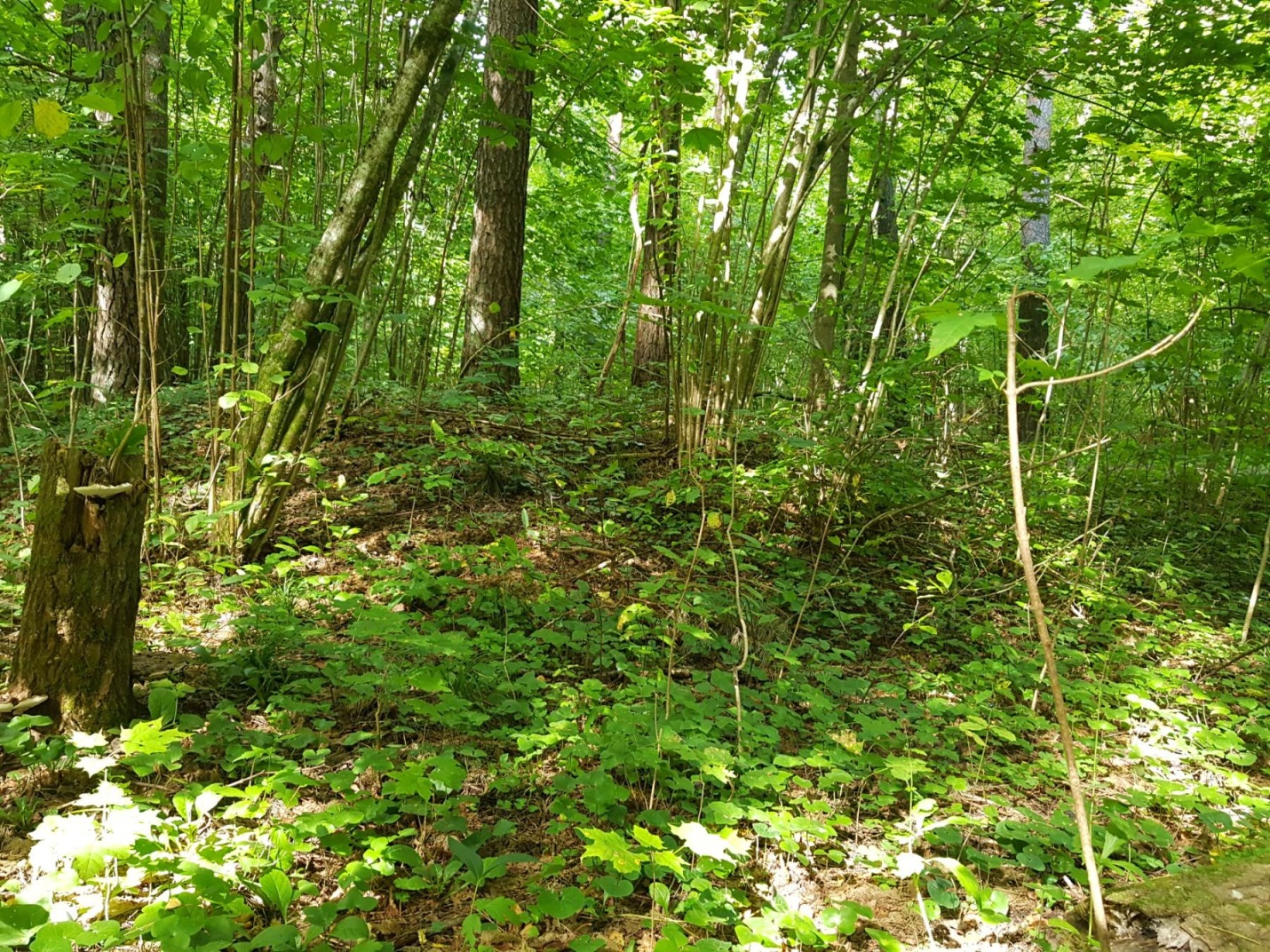 Курганы ахрэмавецкага могільніка