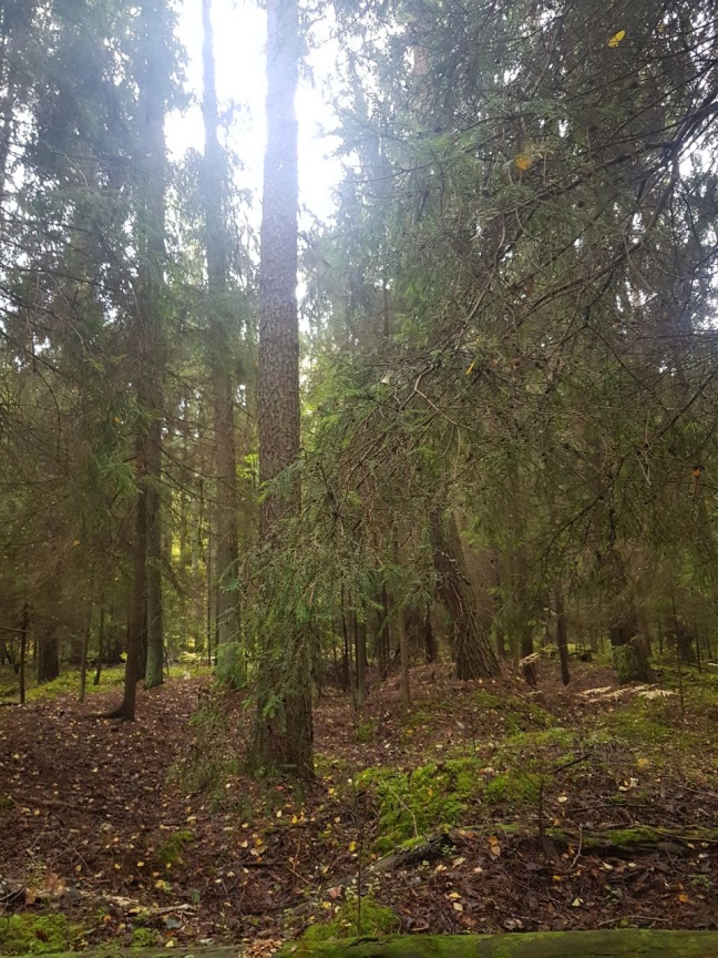 Курганны могільнік в. Вусце