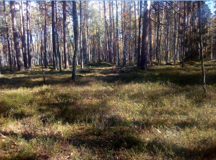 Від на паўночную групу курганоў (заходні бок)