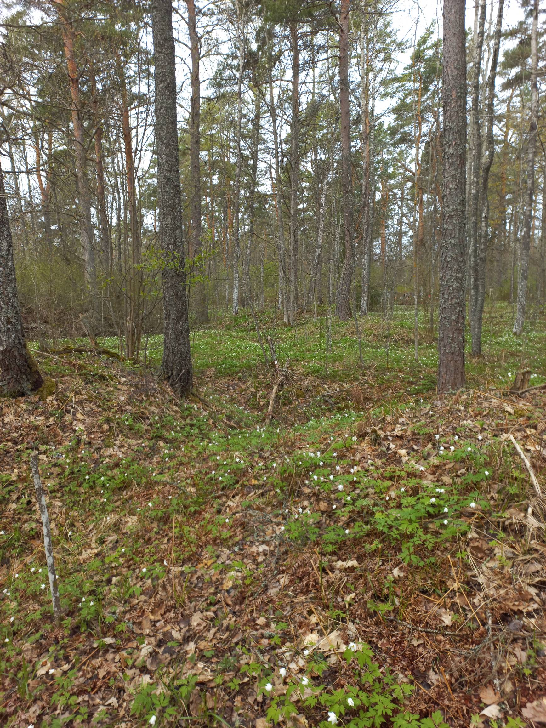 Курганы ў цэнтральнай частцы групы