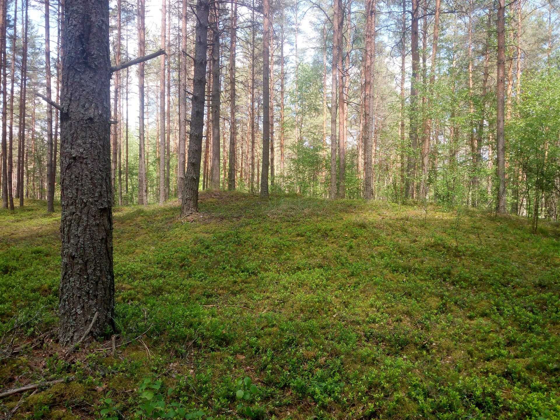 Курганы з паўночнага боку