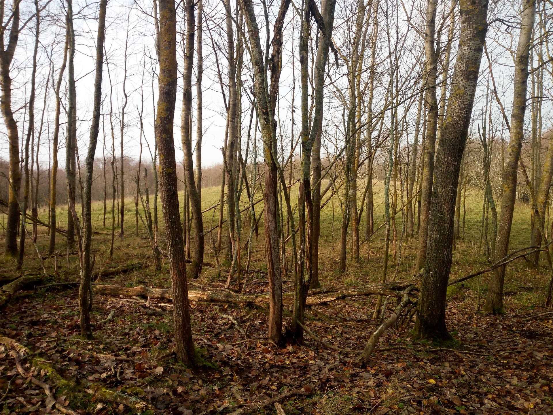 Гарадзішча, від з усходняга боку