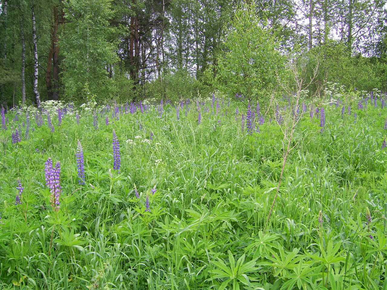 Гарадзішча вёскі Бібіна, від пляцоўкі з поўдня. 2010 г.