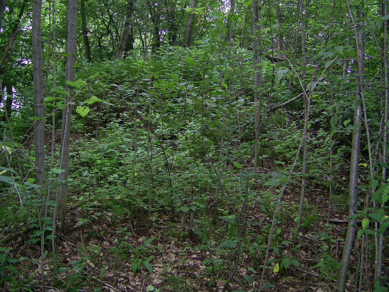 Курганны могільнік - 2 вёскі Хабаты. 2010 г.