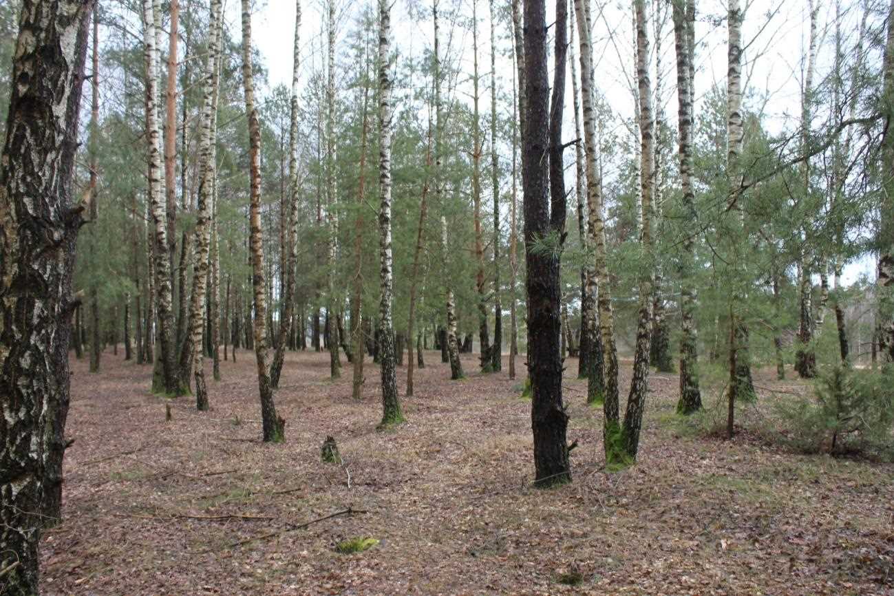ГКК Нямнова 1 Мост, выгляд з паўночнага захаду