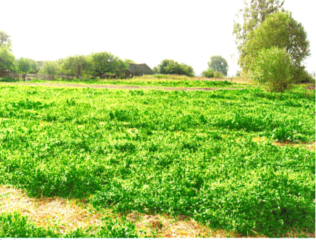 Селішча Рахавічы- 2. Выгляд на селішча (фотаздымак з паўночнага захаду)