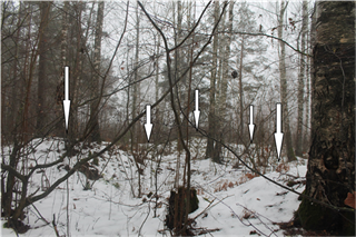 Курганныя могільнікі ранняга сярэднявечча: курганны могільнік-1