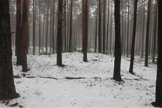 Курганныя могільнікі ранняга сярэднявечча: курганны могільнік-3