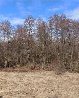 Фрагменты парку