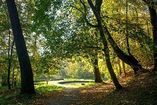 Фрагменты былой сядзібы Тышкевічаў: парк