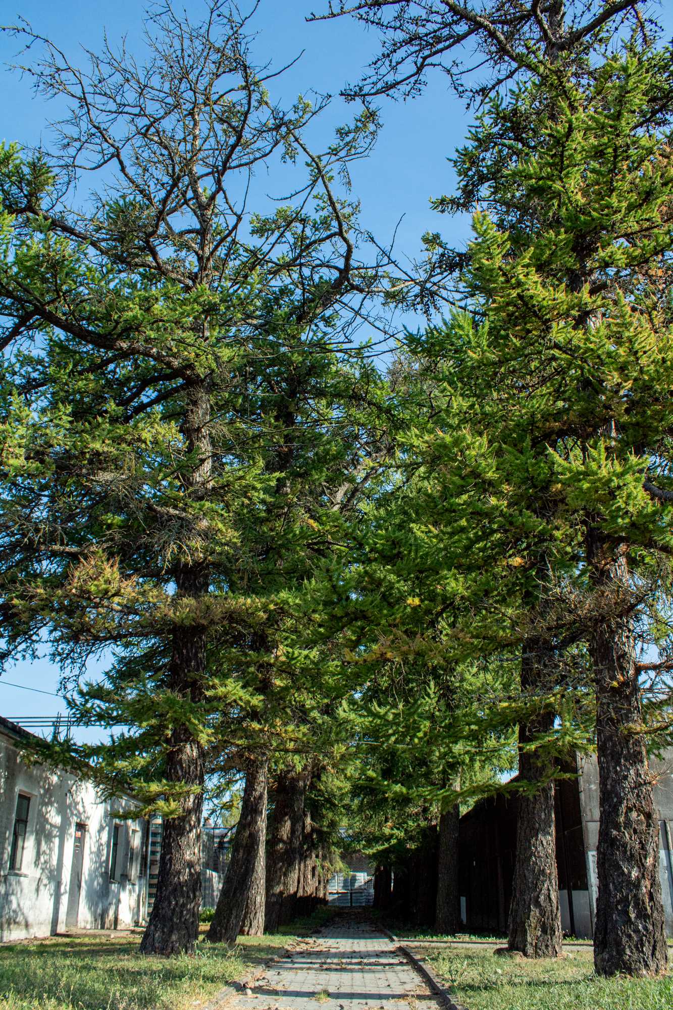 Рэшткі парку, алея з сібірскай лістоўніцы, якая захавалася на тэрыторыі прадпрыемства